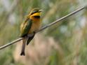 Little Bee-eater.jpg